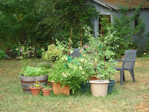 vegetable garden part 2