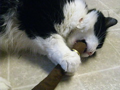 Josie "smokes" her catnip cigar