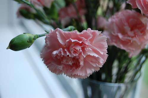 Pink Carnation