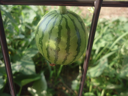 baby watermelon
