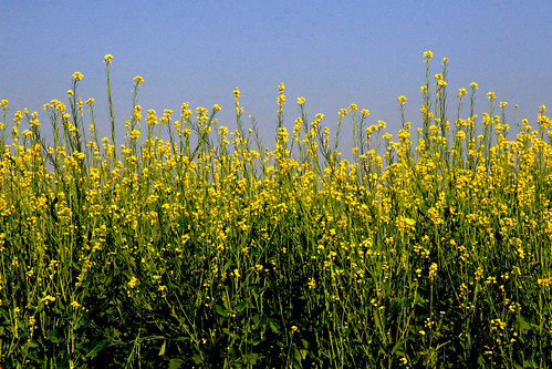 yellow flowers field. yellow flower field