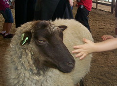 Petting a sheep