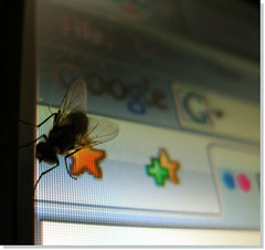 Google Bug by innpictime, on Flickr