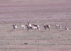 Antelope 2008 10 01_1830