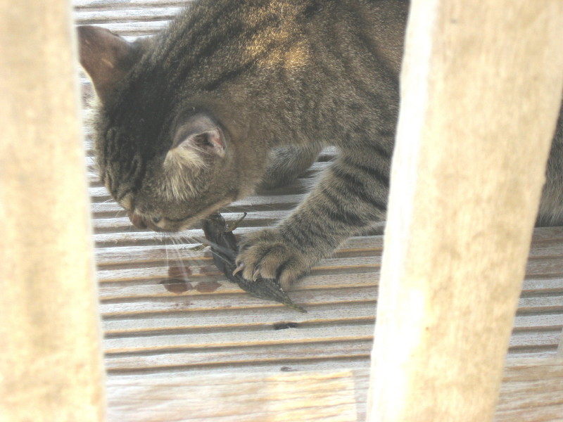5-10-2008-cat-eat-fish