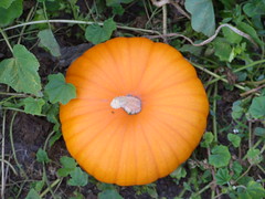 a perfect little pumpkin