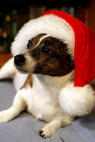 We wish you a Milo Christmas