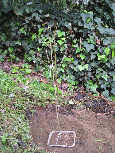 just-planted peach