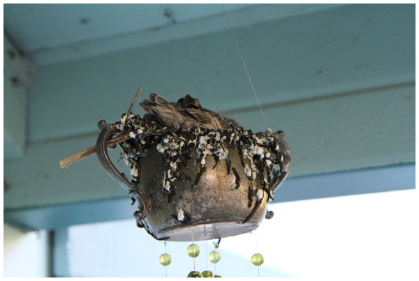 Baby birds in the nest in our wind chimes