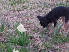 Daffodil and Itzl