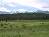 Elk Herd Grazing