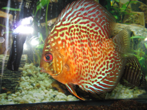 Leopard Discus by amishval.