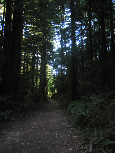 Waddell Creek Trail