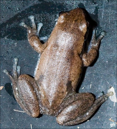 Frog from above