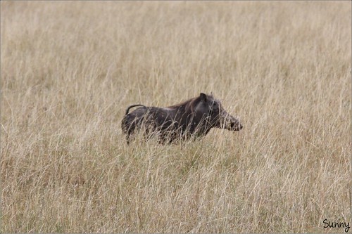 你拍攝的 60 Masai Mara - Warthog。