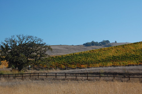 The Vineyards across Pressley Road (by Brain Toad Photography)