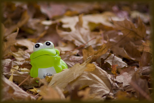 froggy in the fall