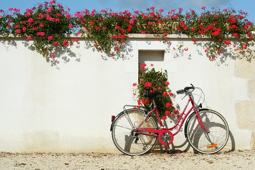 Vélo rouge de maman et geranium rouges