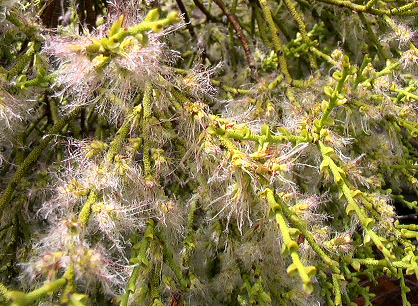Misodendraceae image