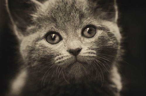 フリー画像|動物写真|哺乳類|ネコ科|猫/ネコ|子猫|モノクロ写真|フリー素材|