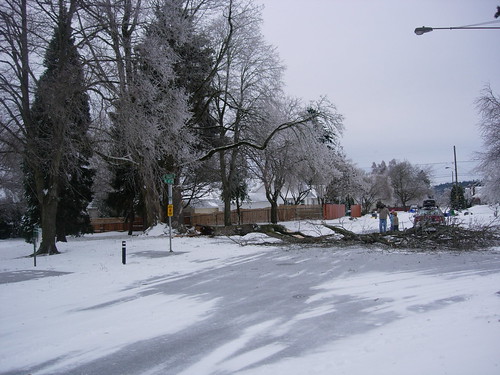 Fallen Tree-WellingtonPark