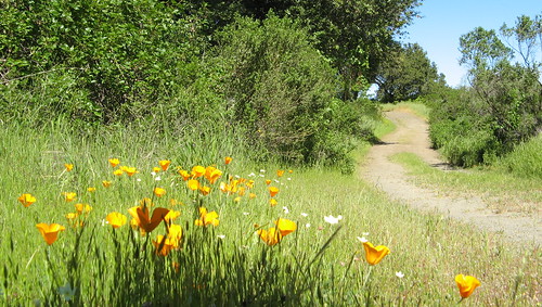 Poppies, trail
