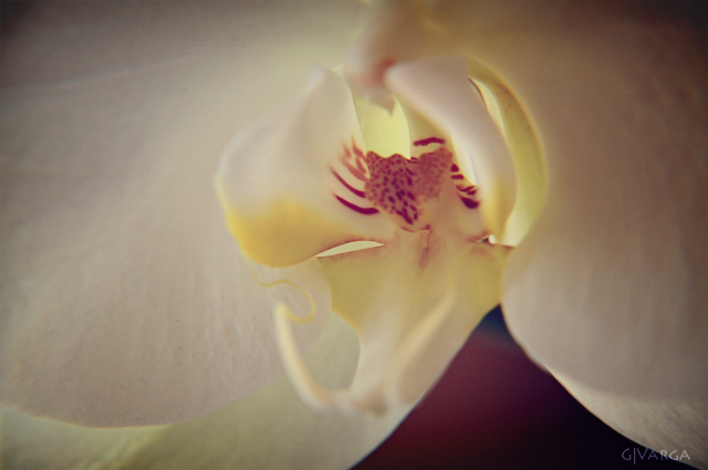 orquídea_3
