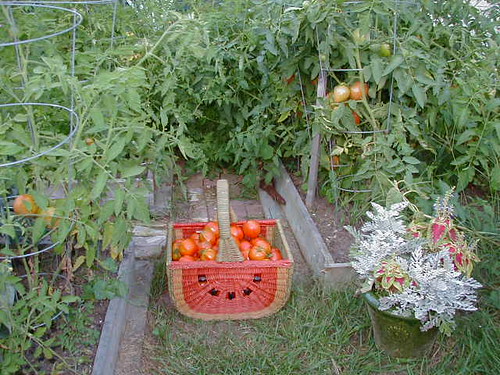 lots of tomatoes