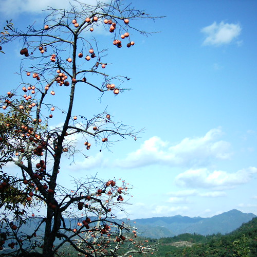 【写真】Persimmon tree [ Mt. Yoshino ]