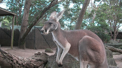 A Kangaroo at Taronga Zoo