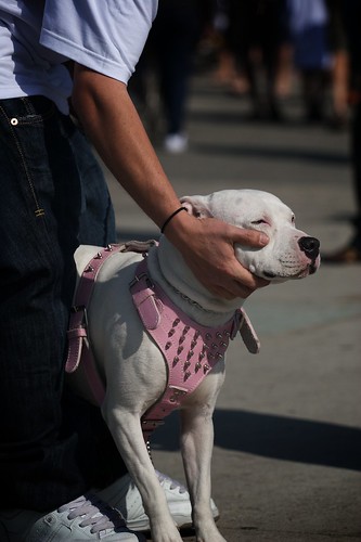 dog in pink