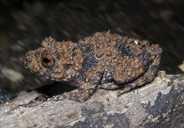 Boettger's grainy frog (Gephyromantis horridus), Montagne d'Ambre, Madagascar