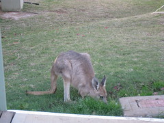 Kangaroo at Alice Springs van park