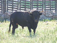 Dissabte 30. Nº160, guarisme 2, de nom Guapetón, color negre bragat,  de la ramaderia Los Derramaderos (Carlos Nuñez)