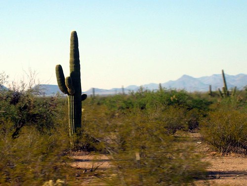 arizona cactus