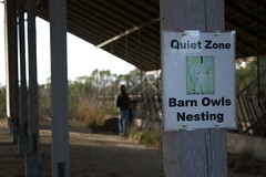 Quiet Zone, Barn Owls Nesting