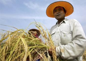 thai_ farmers_ guard_ rice