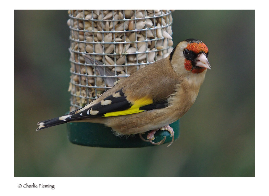 Goldfinch Sat