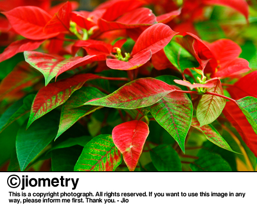 Red, red poinsettias