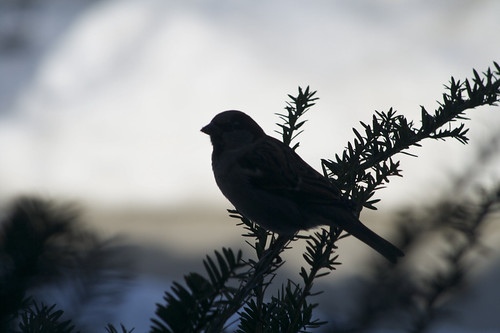 Silhouette sparrow