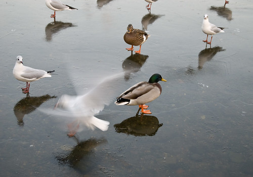 Birds Standing on Frozen Pond, Hampstead Heath