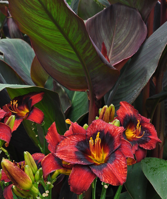 Cannas and Daylilies 2