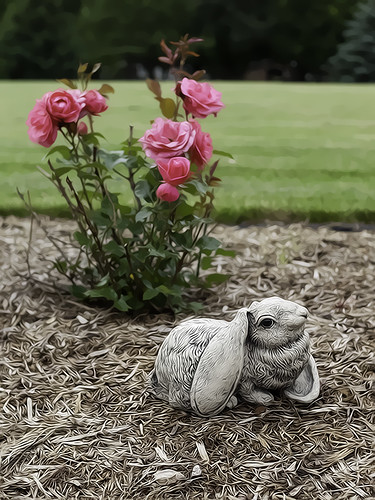 The Rabbit and the Rose