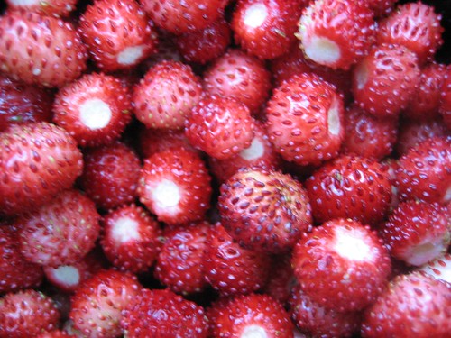Wild strawberries up close