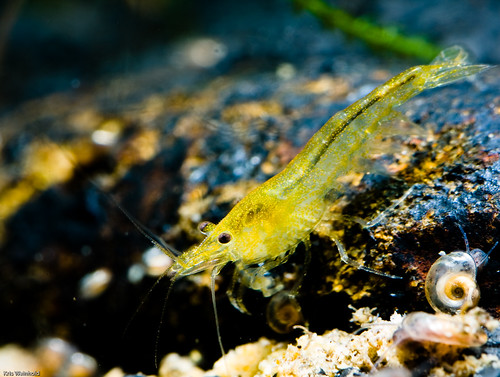 Yellow Shrimp