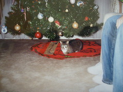 Snickers Under the Christmas Tree