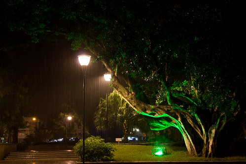 Ficus Parque Cervantes in the rain