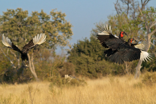 Ground Hornbills In Flight