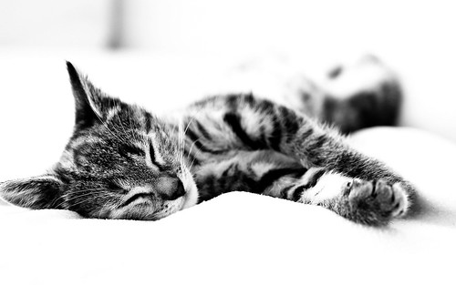  フリー画像| 動物写真| 哺乳類| ネコ科| 猫/ネコ| 子猫| 寝顔/寝相/寝姿| モノクロ写真|    フリー素材| 