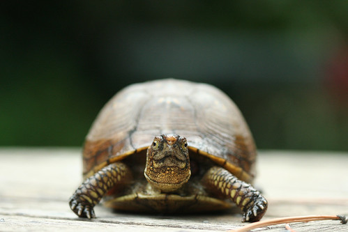Turtle's Eye View